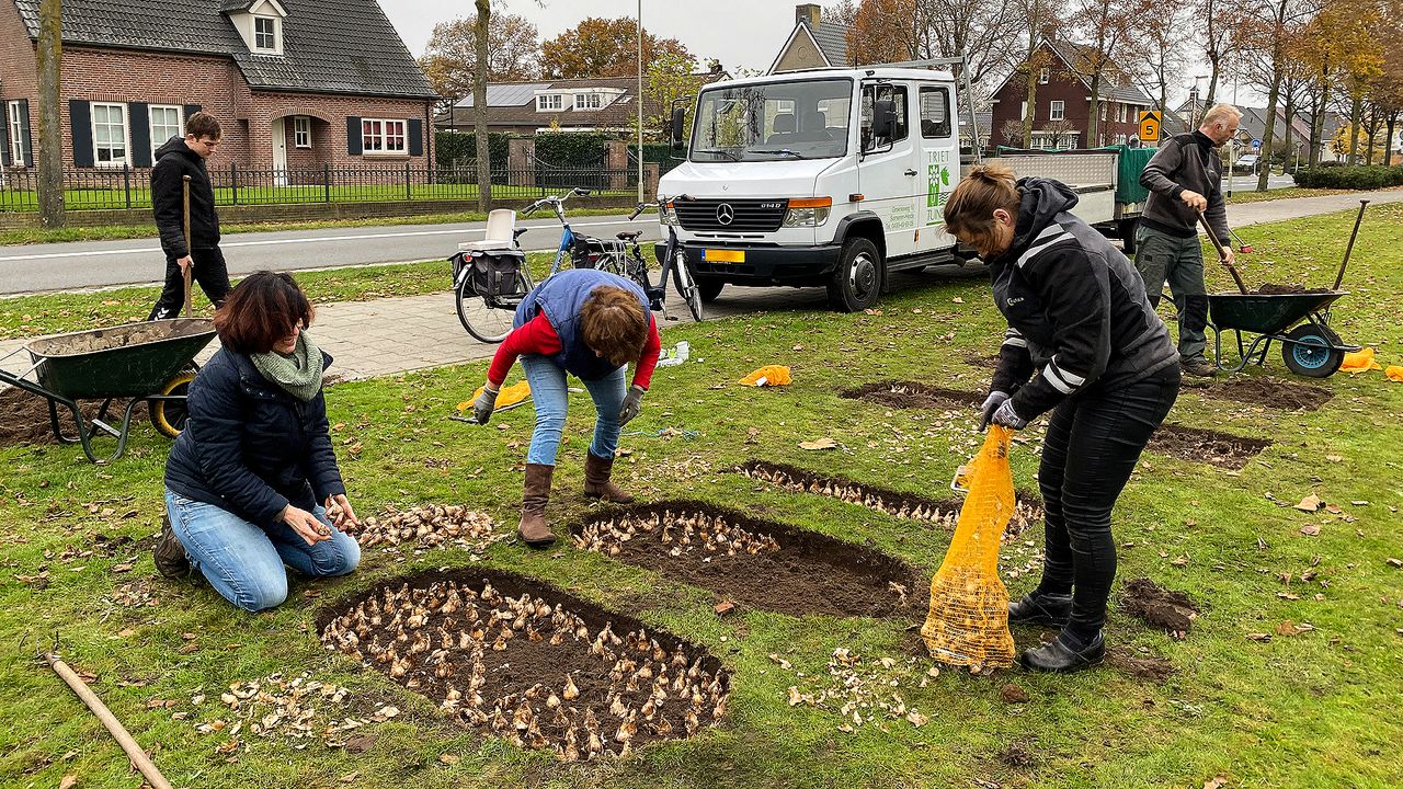 Bloembollen planten voor 100 jaar Someren-Heide