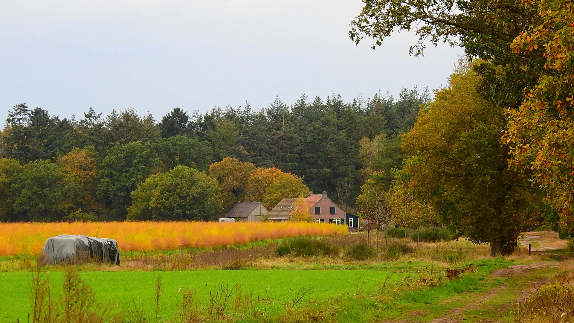 SIRIS.nl - Herfst Op De Boksenberg In Someren-Heide